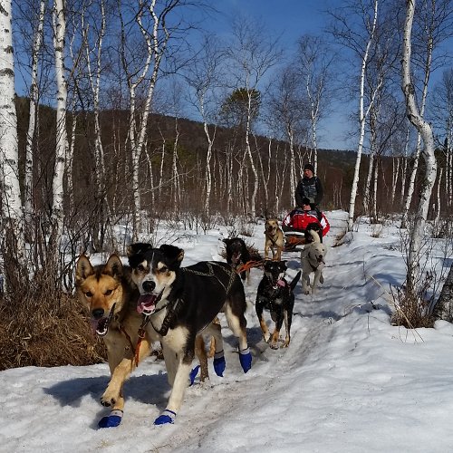 На снегоходах и  собачьих упряжках по Байкалу