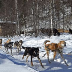 На снегоходах и  собачьих упряжках по Байкалу (фото 8)