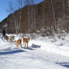 На снегоходах и  собачьих упряжках по Байкалу (фото 9)
