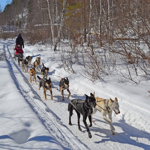 Собачьи упряжки, снегоходы, ски-джоринг на Байкале